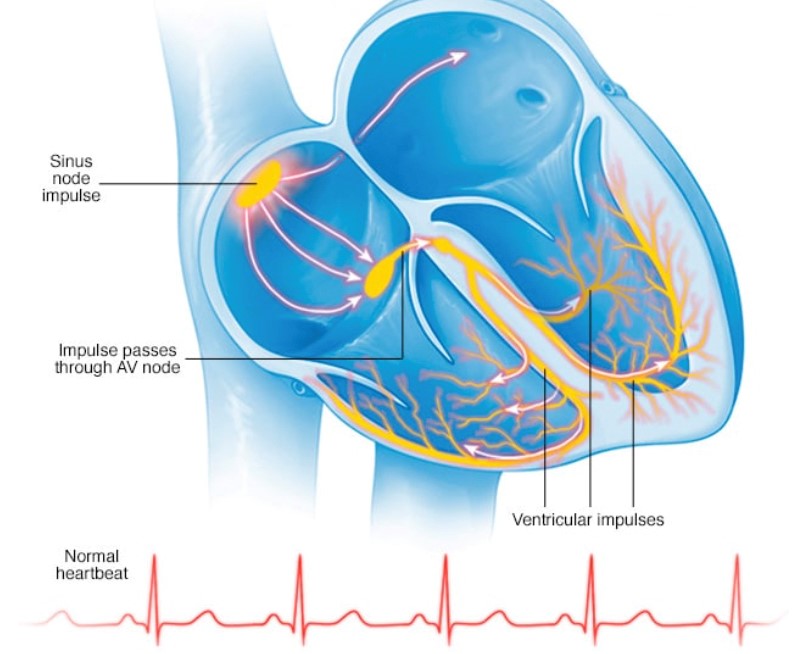 Το ηλεκτρικό σύστημα της καρδιάς